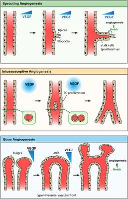 Blood Vessels and Vascular Niches in Bone Development and Physiological Remodeling